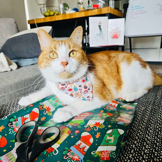 Photo of Gingie   Located In Cremorne