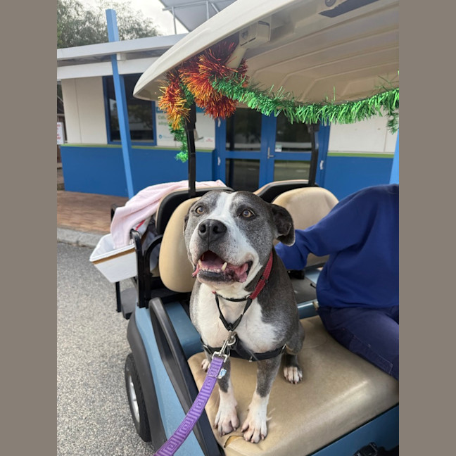 Photo of Tank