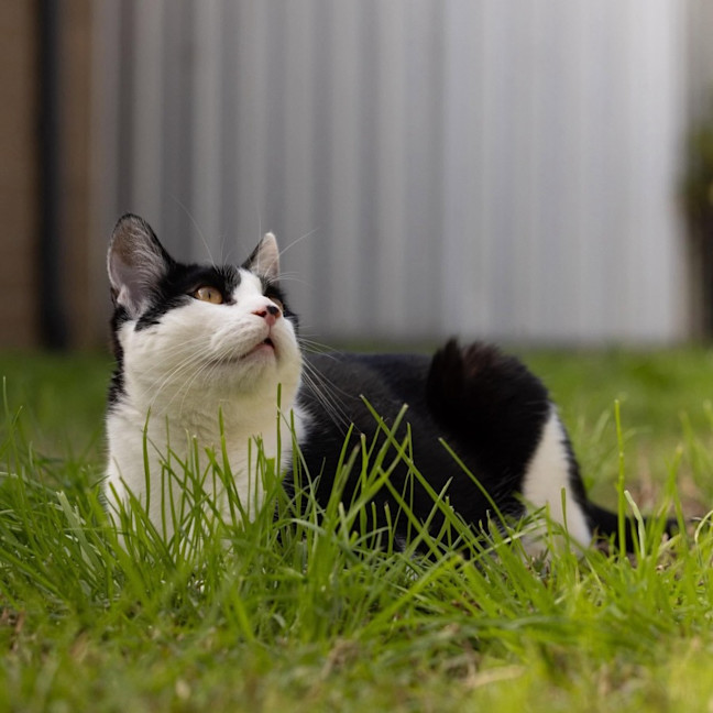 Photo of Basil   In Foster Care In Cranbourne