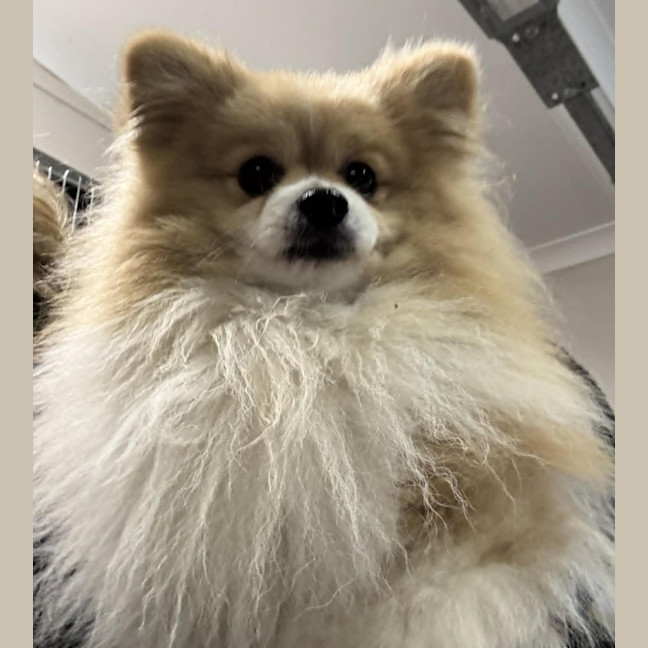 Photo of Fern