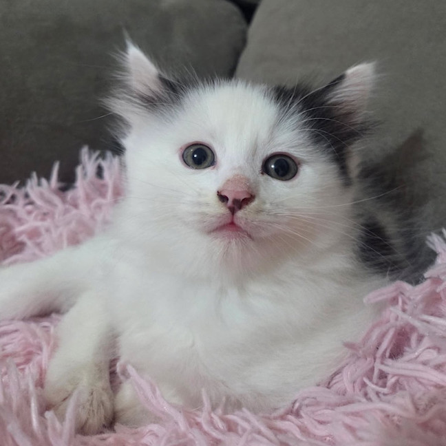 Photo of Jellybean