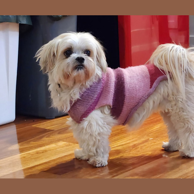 Photo of Cindy   12 Year Old Maltese X Shih Tzu