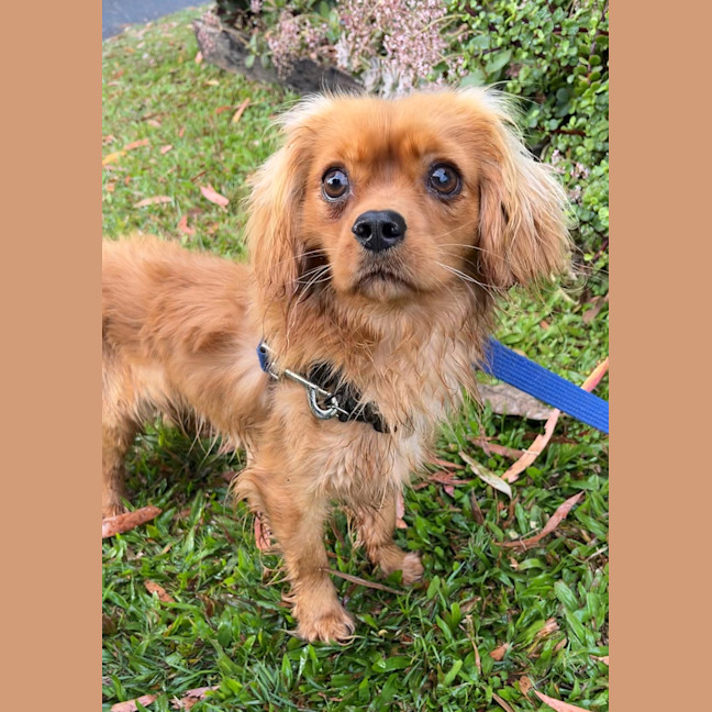 Photo of Baxter