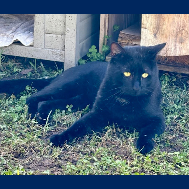 Photo of Onyx