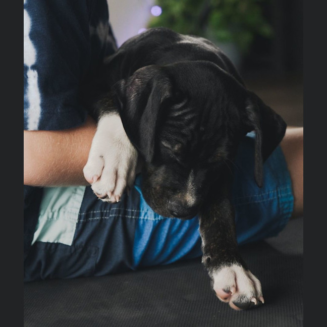 Photo of Comet