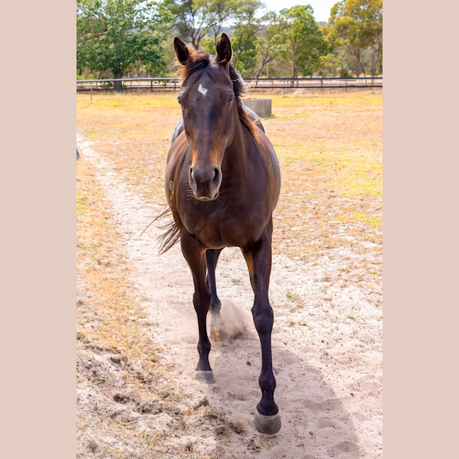 Photo of Jarrah