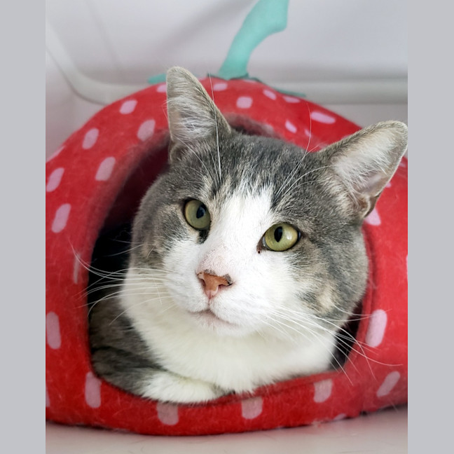 Photo of Flash Sta012942