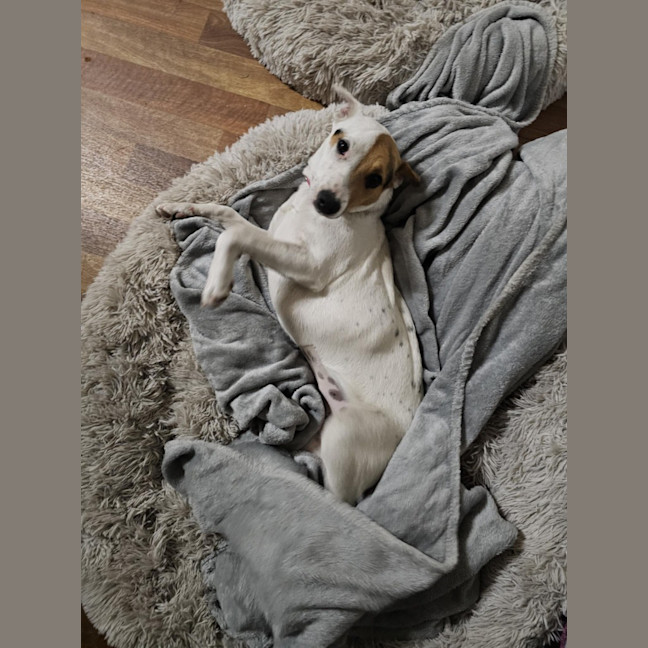 Photo of Polly 3