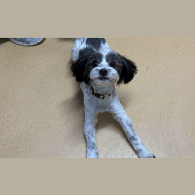 Photo of Noodle