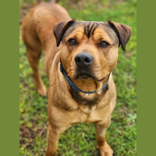 Photo of 👑 King 6259 👑