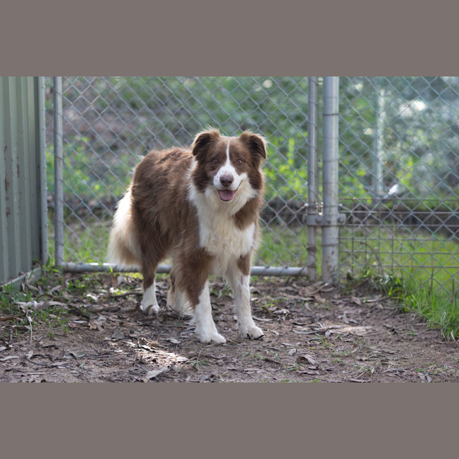 Photo of Rusty