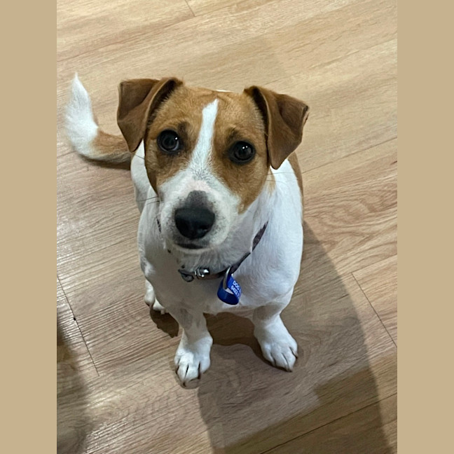 Photo of Elsa   3 Year Old Jack Russell X (Trial)