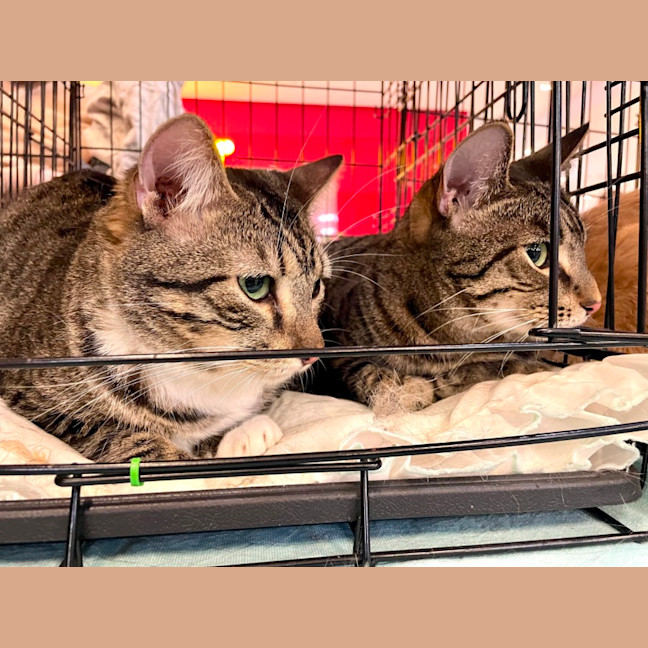 Photo of Spaghetti & Julian 