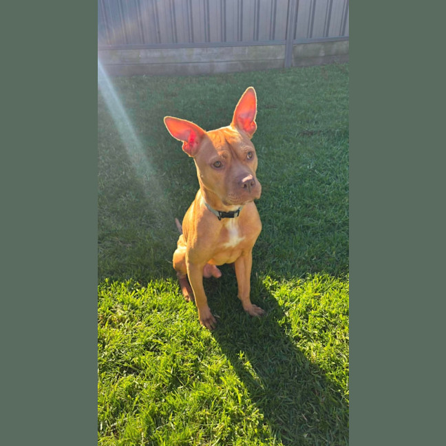 Photo of Koba   1.5 Year Old American Staffy X Kelpie