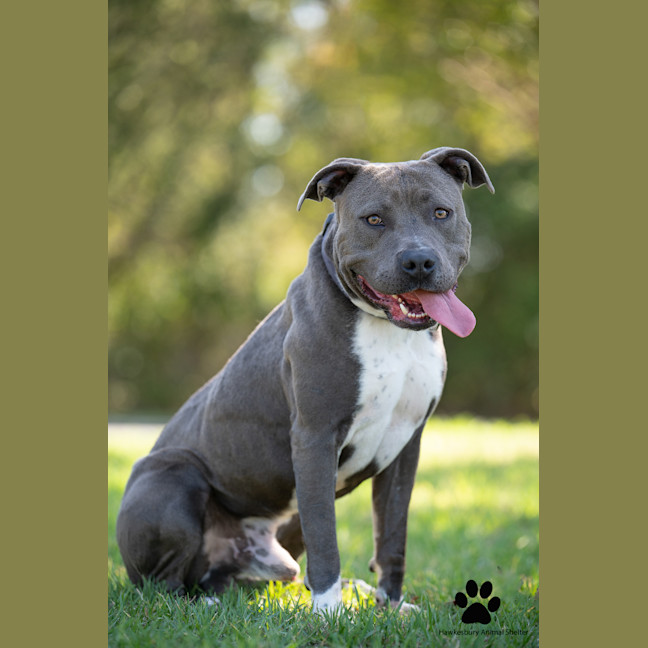 Photo of Brutus