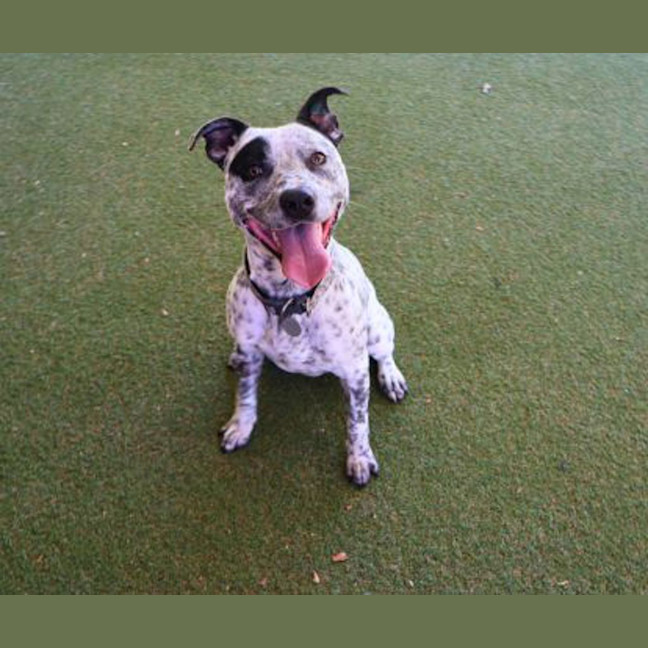Photo of Bluey