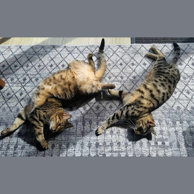 Photo of Tequila / Jaeger