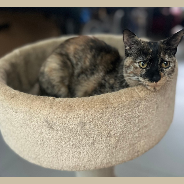 Photo of Chai