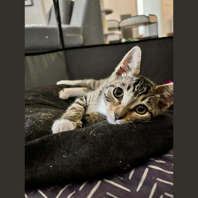 Photo of Taylor (Tay Tay)