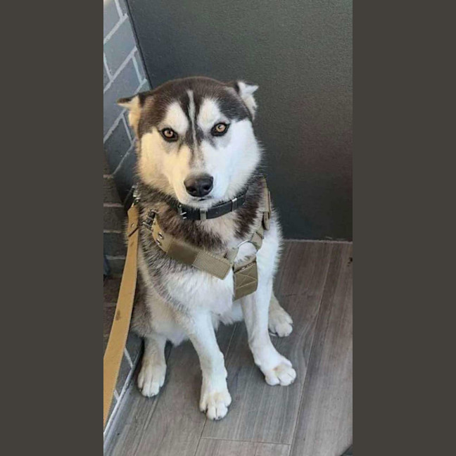 Photo of Kodi