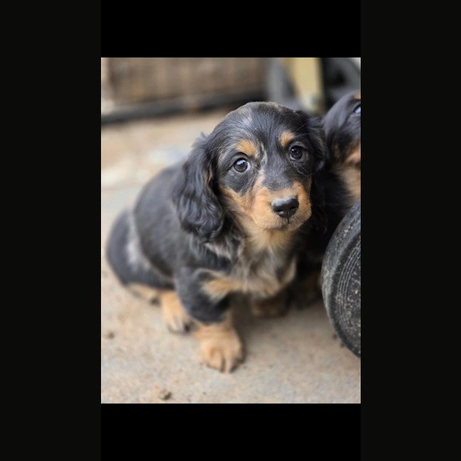 Photo of Bread Crumb