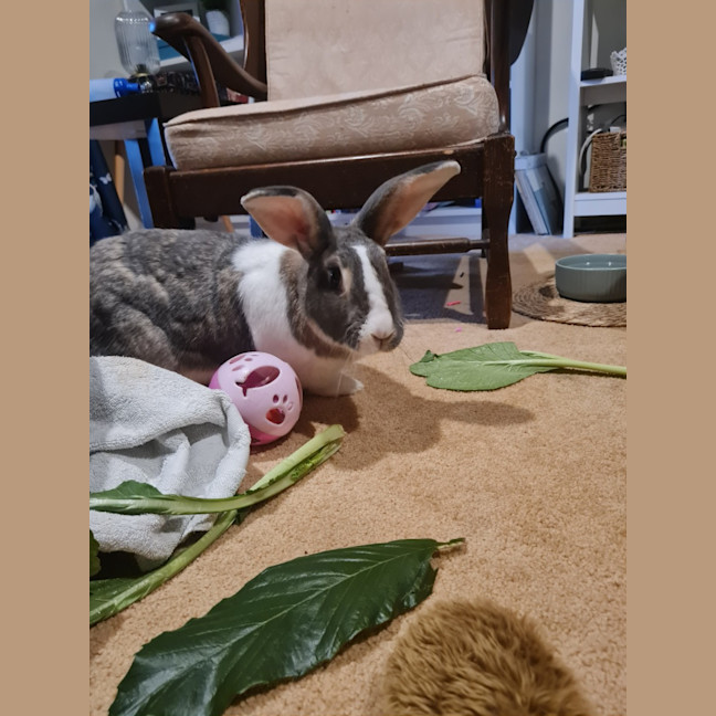 Photo of Cutiepies Lola & Thumper