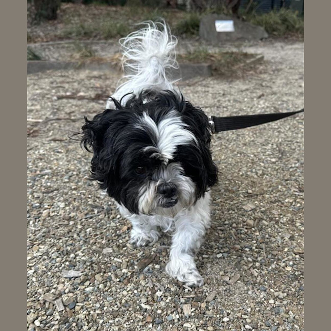 Photo of Tikki