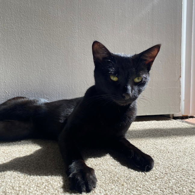 Photo of Herbie