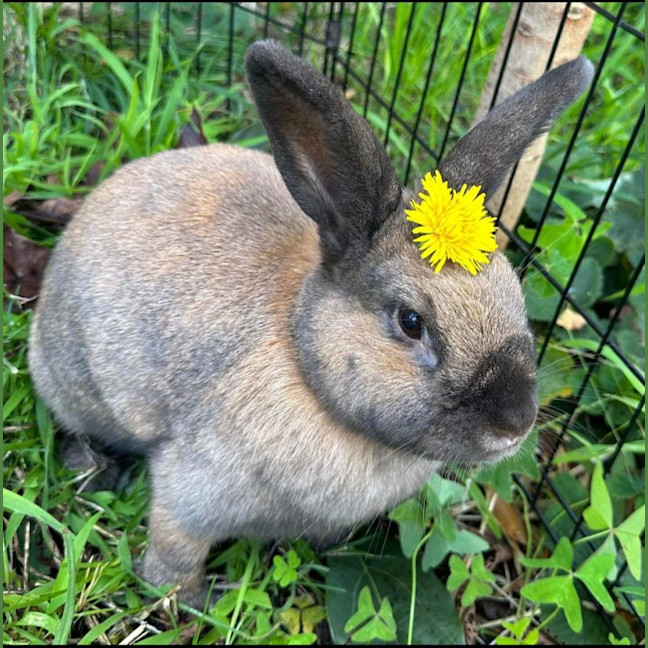 Photo of Coco With Thumper