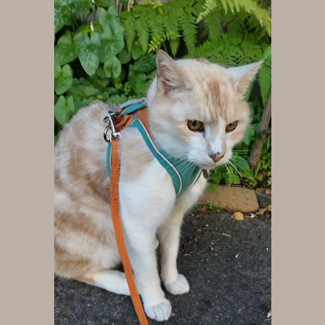 Photo of Herbert
