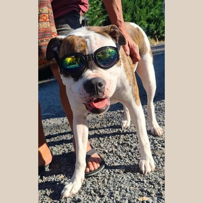 Photo of Gypsy
