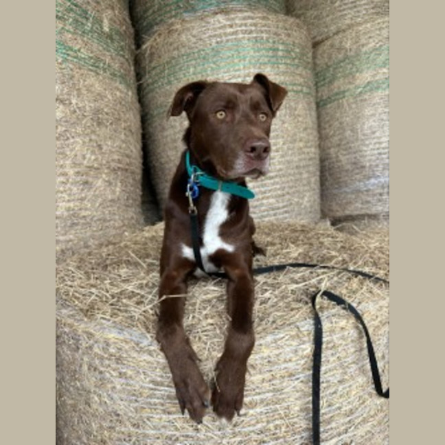 Photo of Patch
