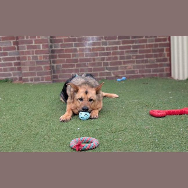Photo of Roxy 