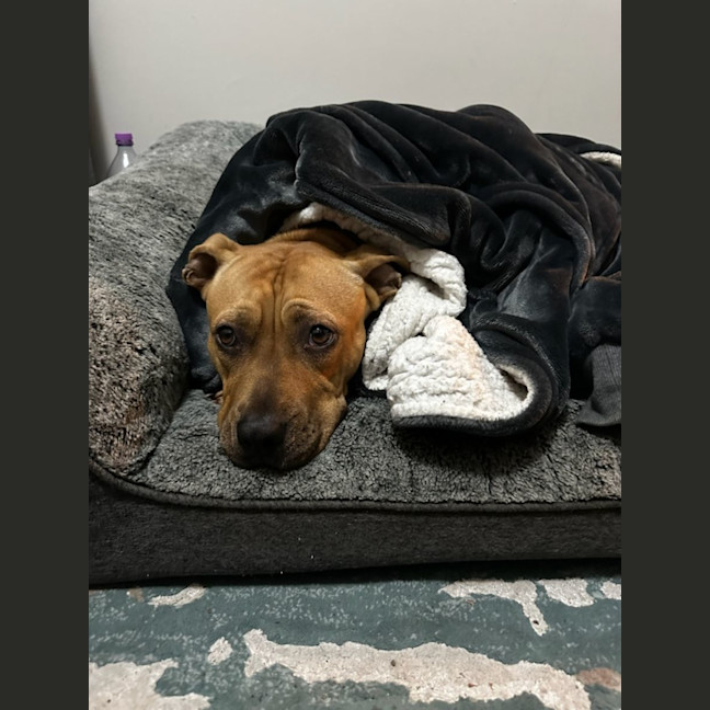 Photo of Lola