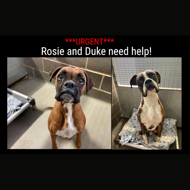 Photo of Rosie And Duke