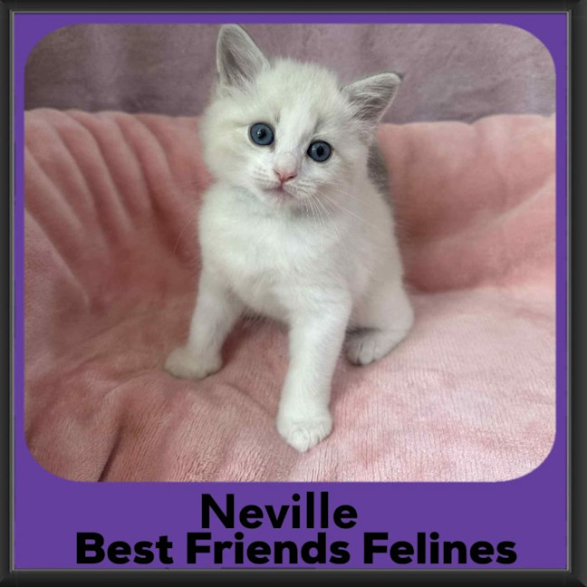 Photo of Neville