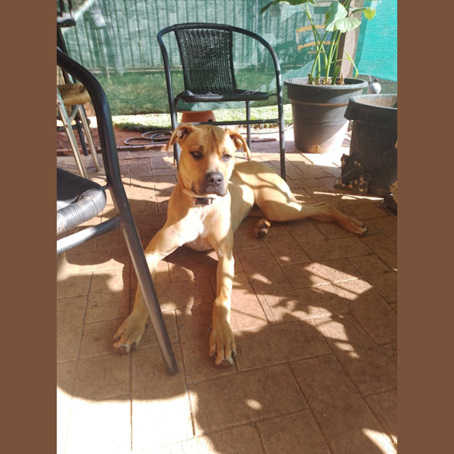 Photo of Kindle (Honey)