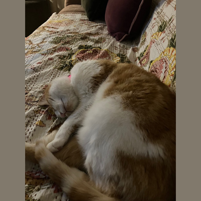 Photo of Luna