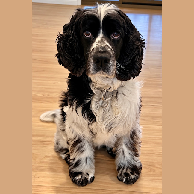 Photo of Harley