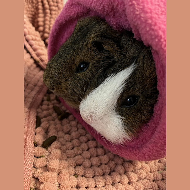 Photo of Milo