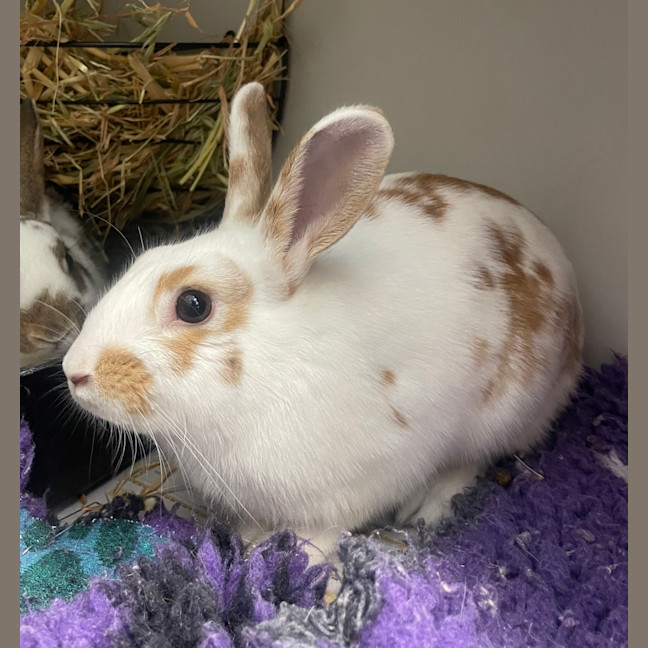 Photo of Peanut (Bonded To Bugs)