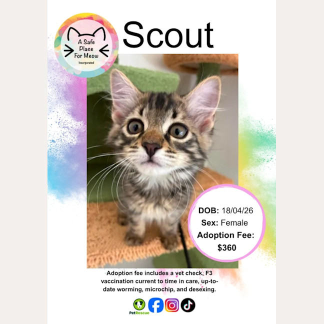 Photo of Scout