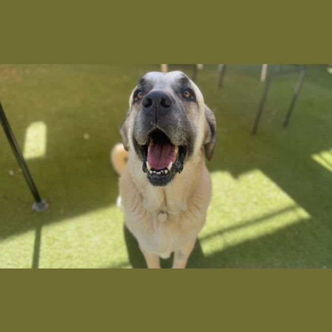 Photo of Big Boy
