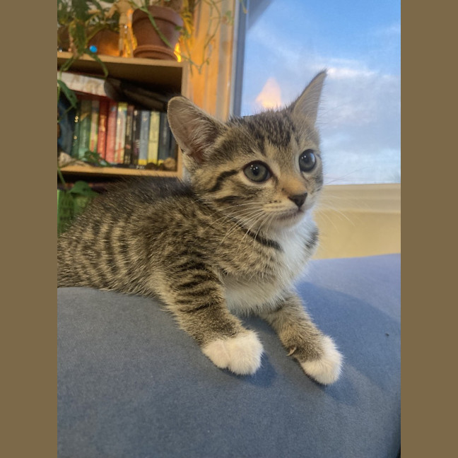 Photo of Zuri