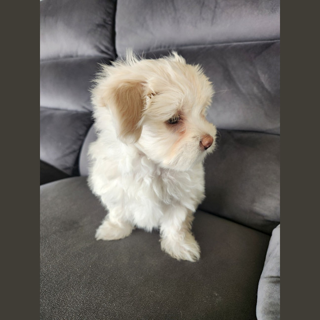 Photo of Bon Bon   8 Week Old Shih Tzu X Maltese (Trial)