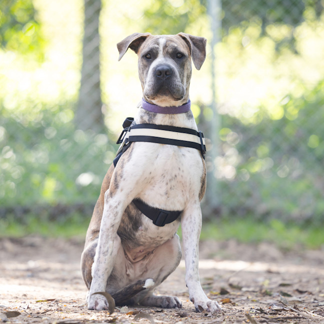 Photo of Bonnie