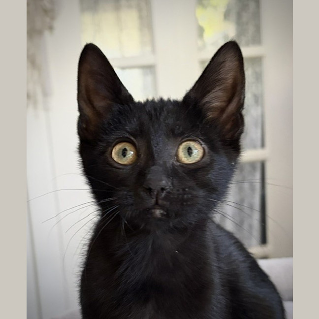 Photo of Cornelius