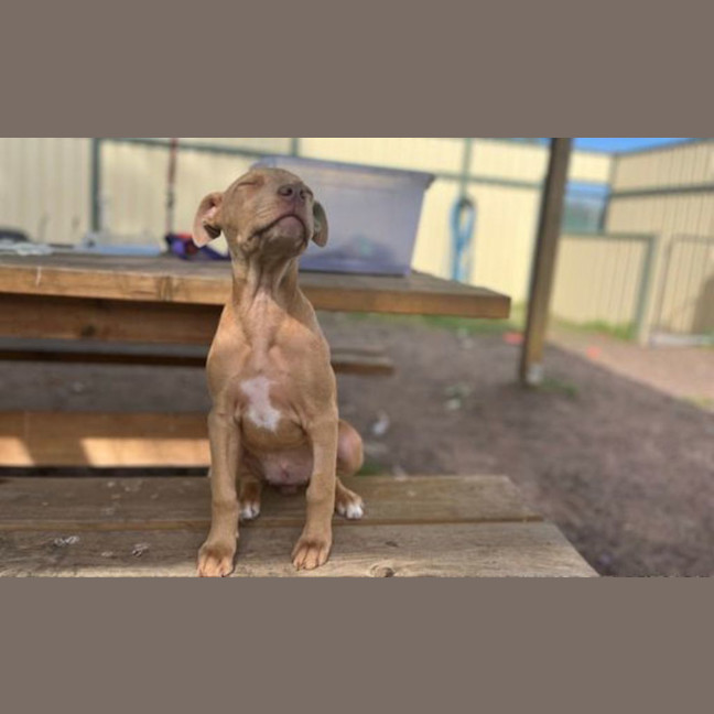 Photo of Layla
