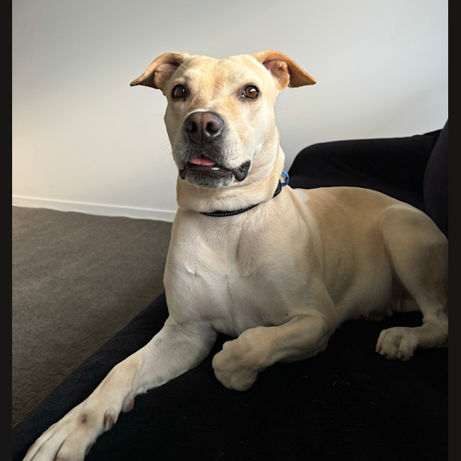 Photo of Lucy
