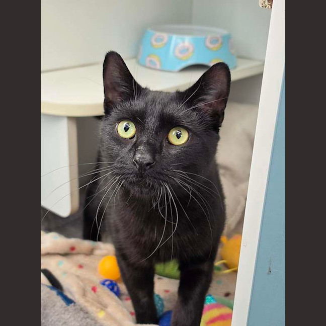Photo of Nova